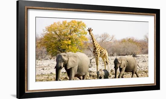 African Elephants and Giraffe at Watering Hole, Namibia-Joe Restuccia III-Framed Photographic Print