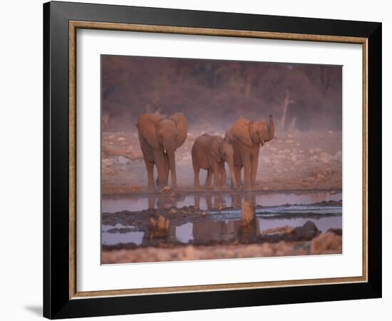 African Elephants at Water Hole, Etosha Np, Namibia-Tony Heald-Framed Photographic Print