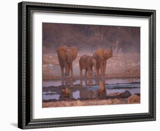 African Elephants at Water Hole, Etosha Np, Namibia-Tony Heald-Framed Photographic Print