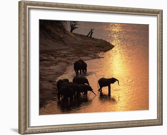 African Elephants Drinking in Chobe River at Sunset, Botswana, Southern Africa-Tony Heald-Framed Photographic Print