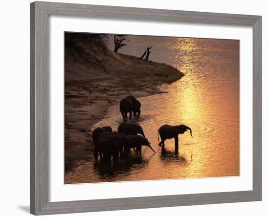 African Elephants Drinking in Chobe River at Sunset, Botswana, Southern Africa-Tony Heald-Framed Photographic Print