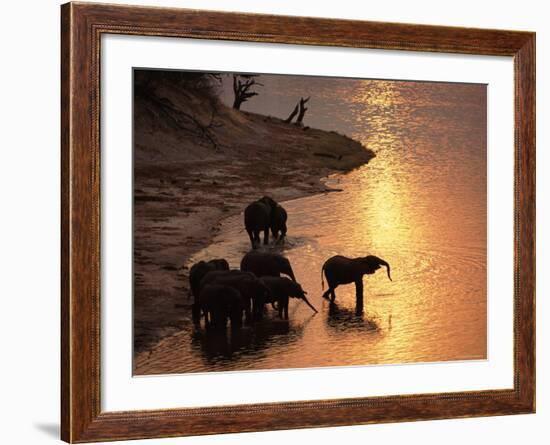 African Elephants Drinking in Chobe River at Sunset, Botswana, Southern Africa-Tony Heald-Framed Photographic Print