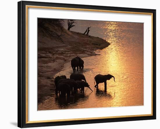 African Elephants Drinking in Chobe River at Sunset, Botswana, Southern Africa-Tony Heald-Framed Photographic Print