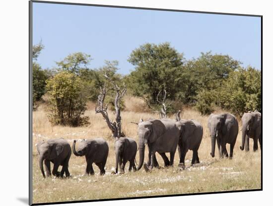 African Elephants, Etosha National Park, Namibia, Africa-Ann & Steve Toon-Mounted Photographic Print