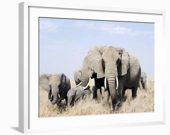 African Elephants in a Forest, Serengeti, Tanzania-null-Framed Photographic Print