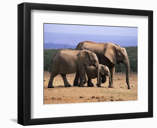 African Elephants (Loxodonta Africana), Addo Elephant National Park, South Africa, Africa-Steve & Ann Toon-Framed Photographic Print