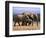 African Elephants (Loxodonta Africana), Addo Elephant National Park, South Africa, Africa-Steve & Ann Toon-Framed Photographic Print