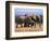 African Elephants (Loxodonta Africana), Addo Elephant National Park, South Africa, Africa-Steve & Ann Toon-Framed Photographic Print