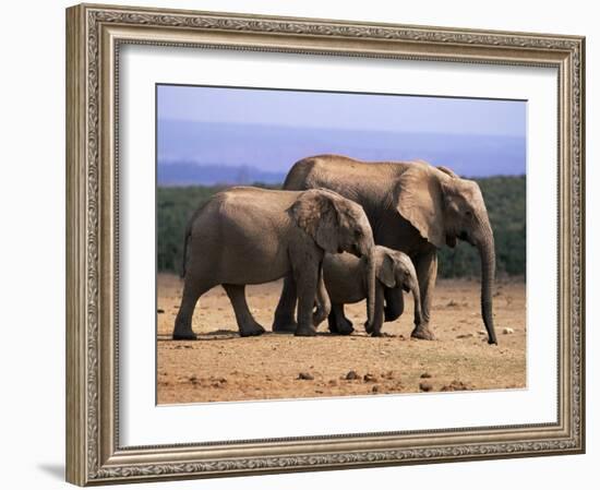 African Elephants (Loxodonta Africana), Addo Elephant National Park, South Africa, Africa-Steve & Ann Toon-Framed Photographic Print