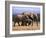 African Elephants (Loxodonta Africana), Addo Elephant National Park, South Africa, Africa-Steve & Ann Toon-Framed Photographic Print