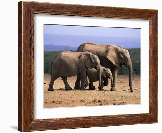 African Elephants (Loxodonta Africana), Addo Elephant National Park, South Africa, Africa-Steve & Ann Toon-Framed Photographic Print