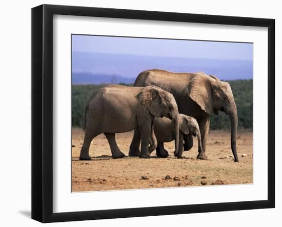 African Elephants (Loxodonta Africana), Addo Elephant National Park, South Africa, Africa-Steve & Ann Toon-Framed Photographic Print