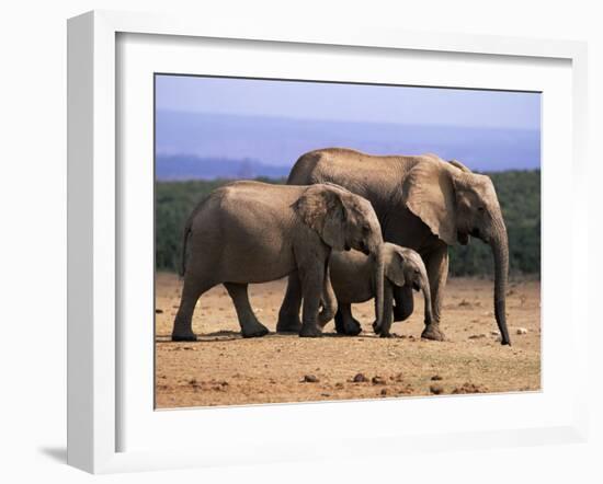 African Elephants (Loxodonta Africana), Addo Elephant National Park, South Africa, Africa-Steve & Ann Toon-Framed Photographic Print