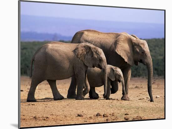 African Elephants (Loxodonta Africana), Addo Elephant National Park, South Africa, Africa-Steve & Ann Toon-Mounted Photographic Print