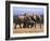 African Elephants (Loxodonta Africana), Addo Elephant National Park, South Africa, Africa-Steve & Ann Toon-Framed Photographic Print