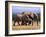 African Elephants (Loxodonta Africana), Addo Elephant National Park, South Africa, Africa-Steve & Ann Toon-Framed Photographic Print