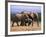 African Elephants (Loxodonta Africana), Addo Elephant National Park, South Africa, Africa-Steve & Ann Toon-Framed Photographic Print