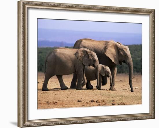 African Elephants (Loxodonta Africana), Addo Elephant National Park, South Africa, Africa-Steve & Ann Toon-Framed Photographic Print