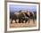 African Elephants (Loxodonta Africana), Addo Elephant National Park, South Africa, Africa-Steve & Ann Toon-Framed Photographic Print