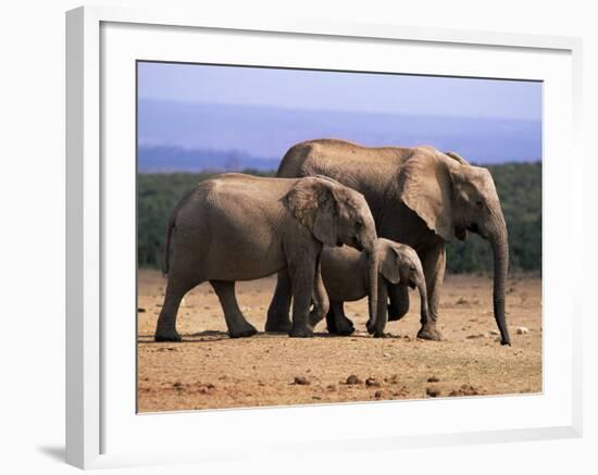 African Elephants (Loxodonta Africana), Addo Elephant National Park, South Africa, Africa-Steve & Ann Toon-Framed Photographic Print