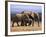 African Elephants (Loxodonta Africana), Addo Elephant National Park, South Africa, Africa-Steve & Ann Toon-Framed Photographic Print