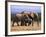 African Elephants (Loxodonta Africana), Addo Elephant National Park, South Africa, Africa-Steve & Ann Toon-Framed Photographic Print