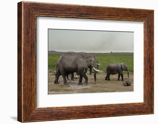 African Elephants (Loxodonta Africana), Amboseli National Park, Kenya, East Africa, Africa-Sergio Pitamitz-Framed Photographic Print