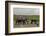 African Elephants (Loxodonta Africana), Amboseli National Park, Kenya, East Africa, Africa-Sergio Pitamitz-Framed Photographic Print