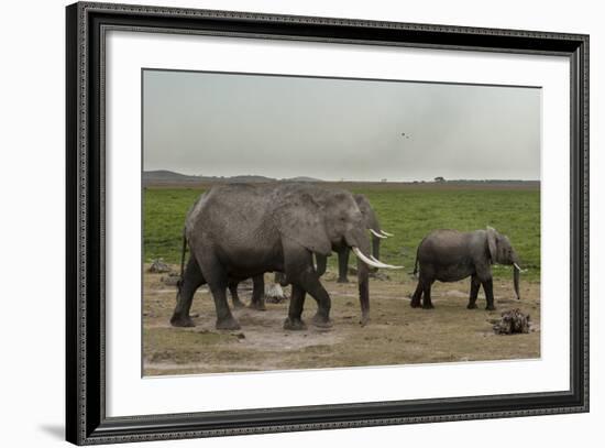 African Elephants (Loxodonta Africana), Amboseli National Park, Kenya, East Africa, Africa-Sergio Pitamitz-Framed Photographic Print