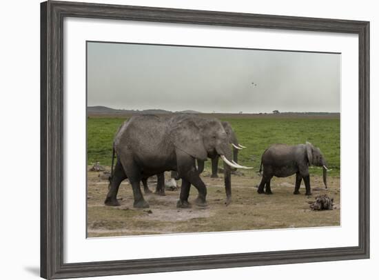 African Elephants (Loxodonta Africana), Amboseli National Park, Kenya, East Africa, Africa-Sergio Pitamitz-Framed Photographic Print