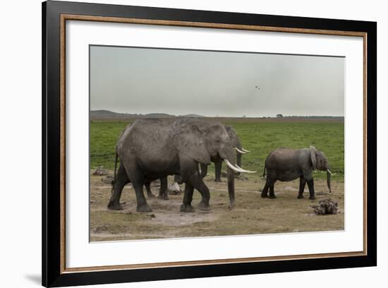 African Elephants (Loxodonta Africana), Amboseli National Park, Kenya, East Africa, Africa-Sergio Pitamitz-Framed Photographic Print