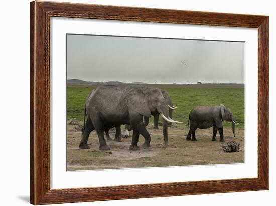 African Elephants (Loxodonta Africana), Amboseli National Park, Kenya, East Africa, Africa-Sergio Pitamitz-Framed Photographic Print