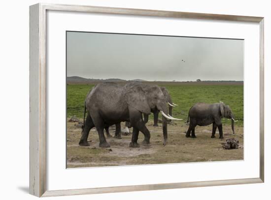 African Elephants (Loxodonta Africana), Amboseli National Park, Kenya, East Africa, Africa-Sergio Pitamitz-Framed Photographic Print