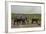 African Elephants (Loxodonta Africana), Amboseli National Park, Kenya, East Africa, Africa-Sergio Pitamitz-Framed Photographic Print