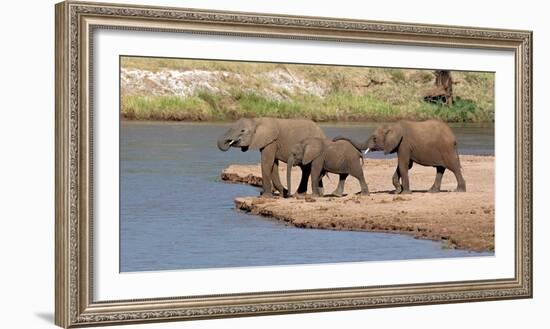 African Elephants (Loxodonta Africana) at River, Samburu National Reserve, Kenya-null-Framed Photographic Print