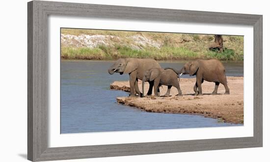 African Elephants (Loxodonta Africana) at River, Samburu National Reserve, Kenya-null-Framed Photographic Print