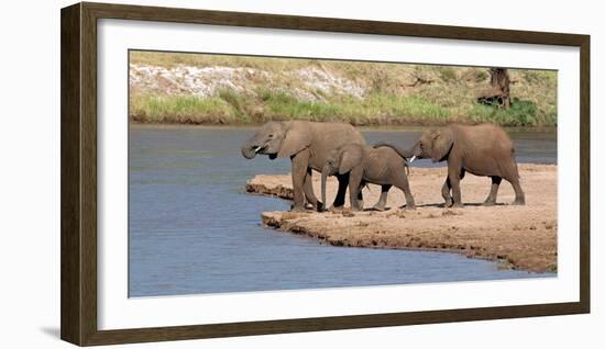 African Elephants (Loxodonta Africana) at River, Samburu National Reserve, Kenya-null-Framed Photographic Print