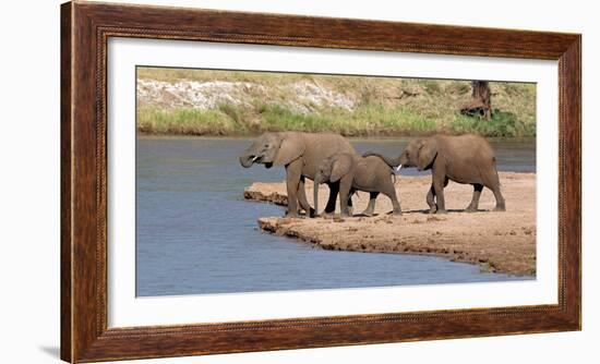 African Elephants (Loxodonta Africana) at River, Samburu National Reserve, Kenya-null-Framed Photographic Print