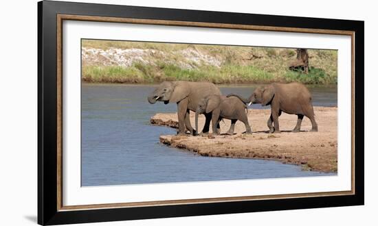 African Elephants (Loxodonta Africana) at River, Samburu National Reserve, Kenya-null-Framed Photographic Print