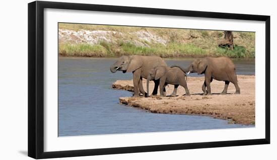 African Elephants (Loxodonta Africana) at River, Samburu National Reserve, Kenya-null-Framed Photographic Print