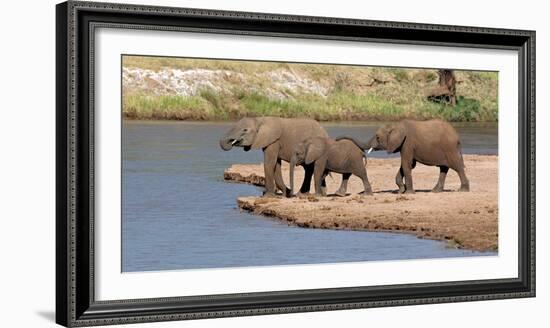 African Elephants (Loxodonta Africana) at River, Samburu National Reserve, Kenya-null-Framed Photographic Print