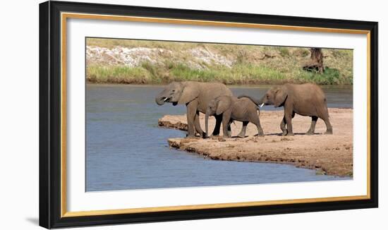 African Elephants (Loxodonta Africana) at River, Samburu National Reserve, Kenya-null-Framed Photographic Print