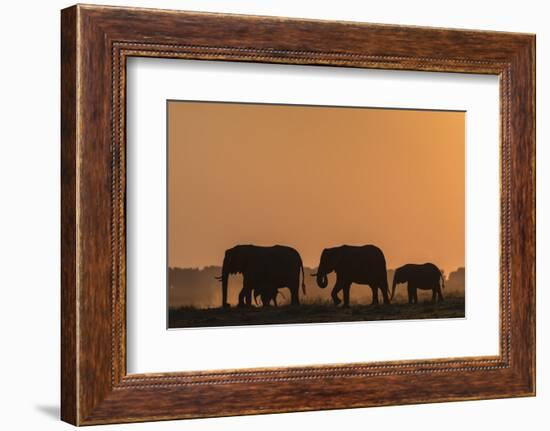 African elephants (Loxodonta africana) at sunset, Chobe National Park, Botswana-Ann and Steve Toon-Framed Photographic Print