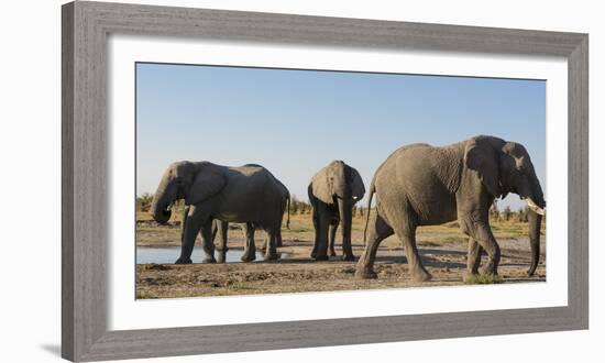 African elephants (Loxodonta africana) at waterhole, Botswana, Africa-Sergio Pitamitz-Framed Photographic Print