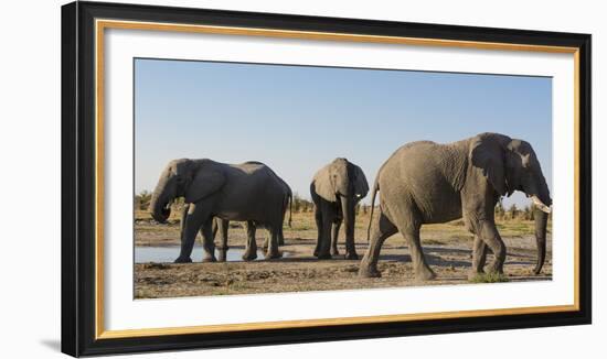 African elephants (Loxodonta africana) at waterhole, Botswana, Africa-Sergio Pitamitz-Framed Photographic Print