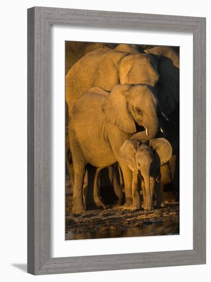 African Elephants (Loxodonta Africana) at Waterhole, Etosha National Park, Namibia-null-Framed Photographic Print