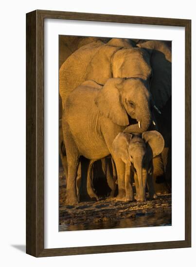 African Elephants (Loxodonta Africana) at Waterhole, Etosha National Park, Namibia-null-Framed Photographic Print