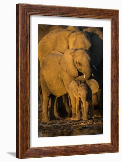 African Elephants (Loxodonta Africana) at Waterhole, Etosha National Park, Namibia-null-Framed Photographic Print