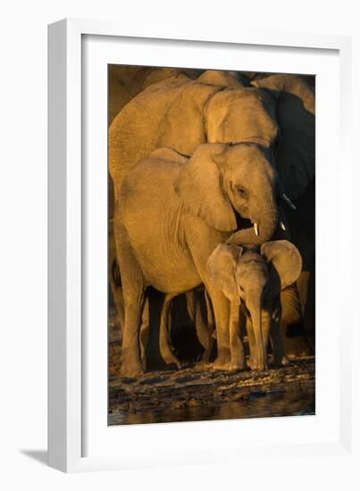 African Elephants (Loxodonta Africana) at Waterhole, Etosha National Park, Namibia-null-Framed Photographic Print