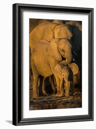 African Elephants (Loxodonta Africana) at Waterhole, Etosha National Park, Namibia-null-Framed Photographic Print